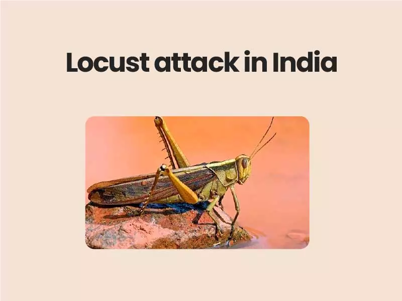 Locust attack in India