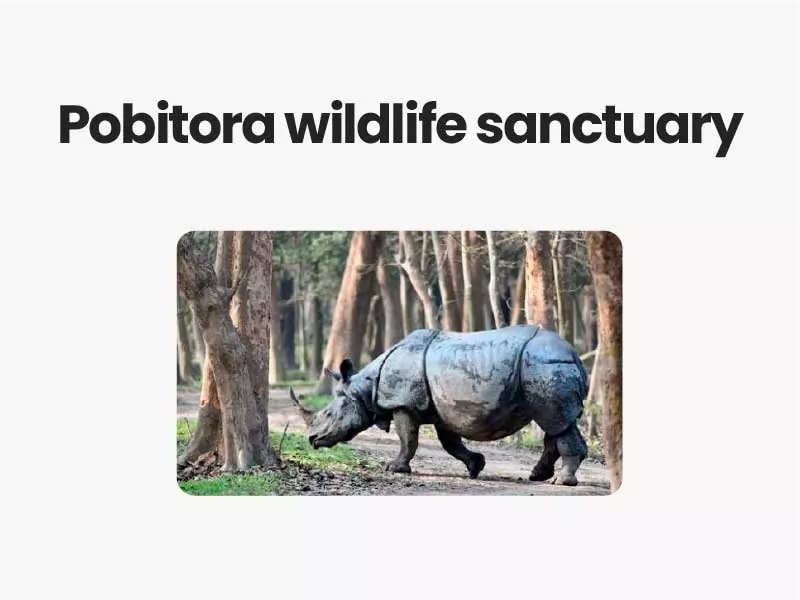 Pobitora wildlife sanctuary