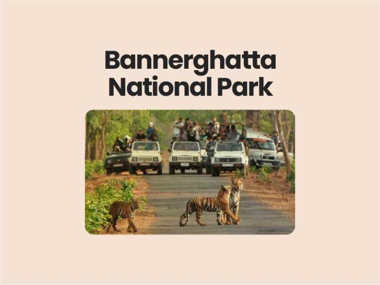 Bannerghatta National Park