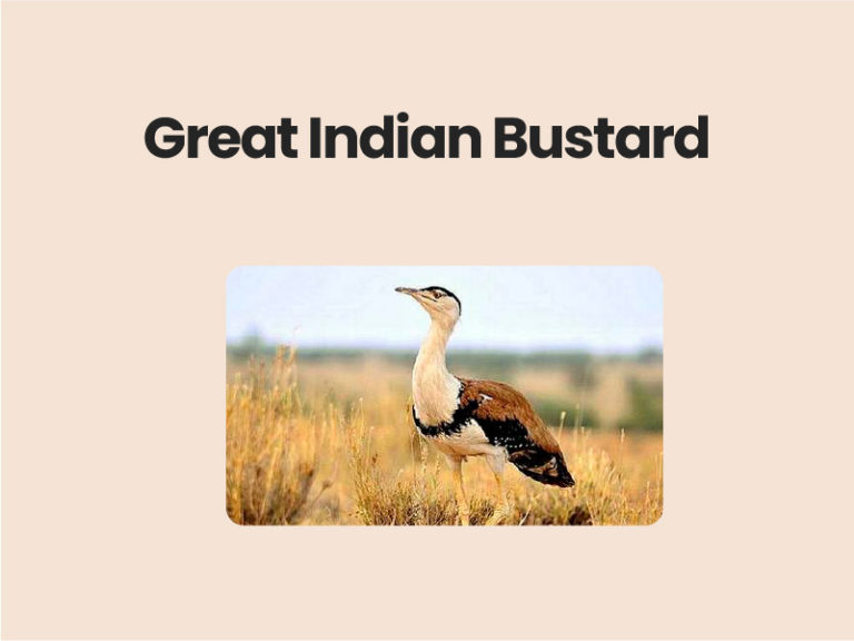 Great Indian Bustard UPSC