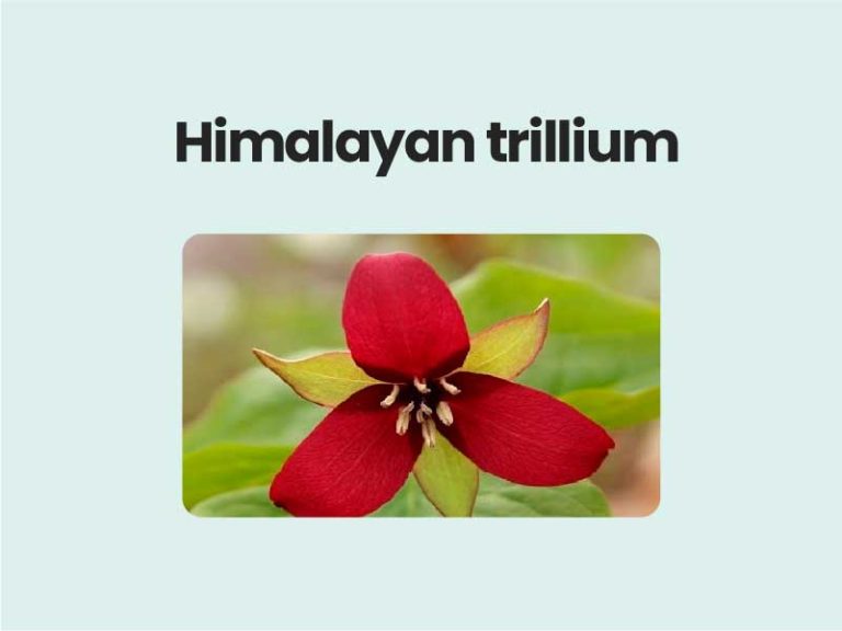 Himalayan trillium UPSC
