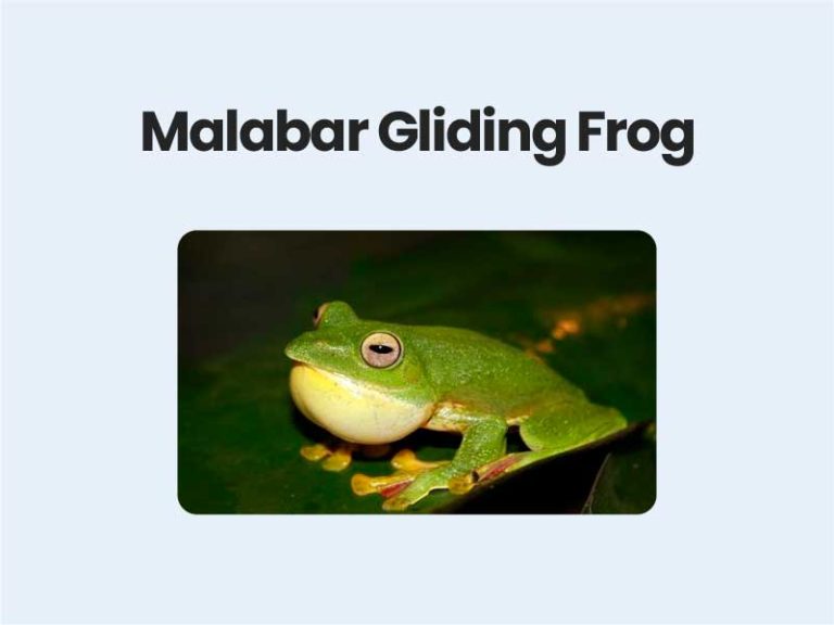 What is Malabar Gliding Frog