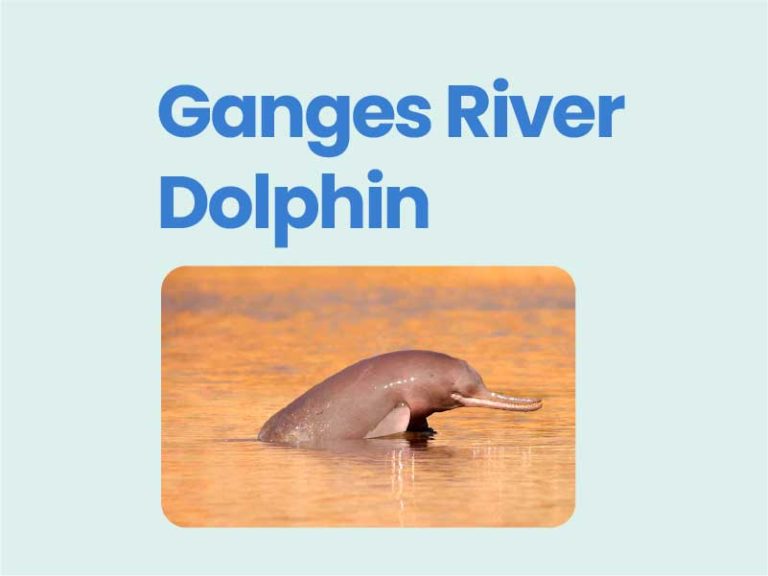 Gangas river dolphin