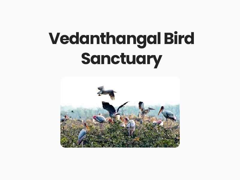 Vedanthangal Bird Sanctuary