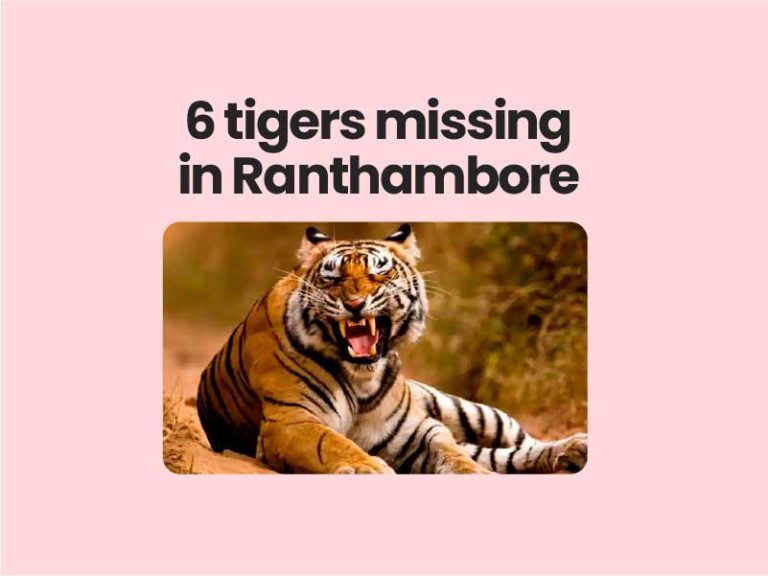 6 tigers missing in Ranthambore