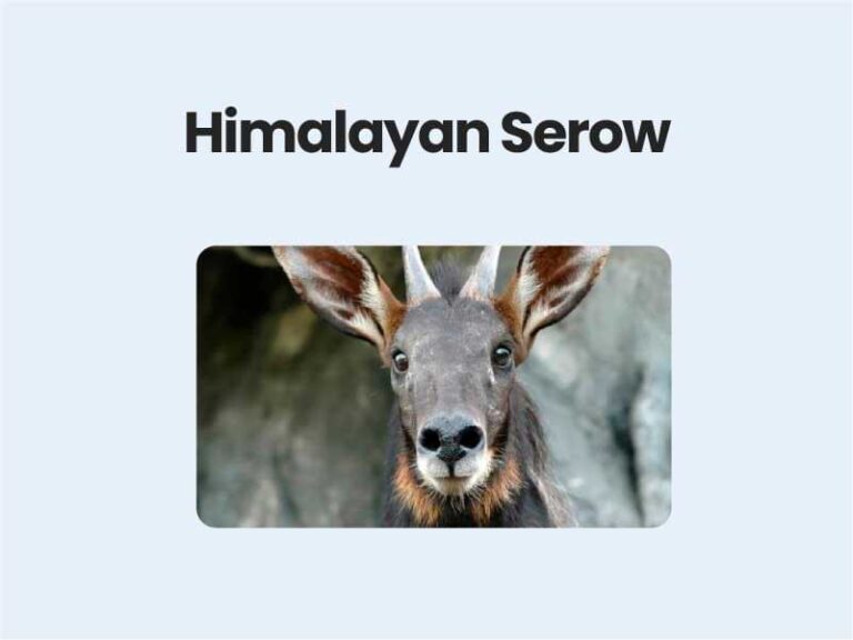 Himalayan Serow