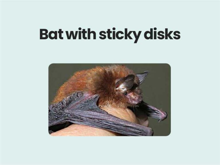 Bat with sticky disks