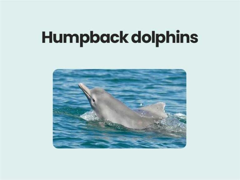 Humpback dolphins