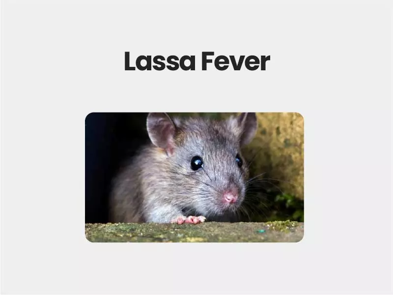 Lassa Fever