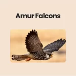 Amur Falcons